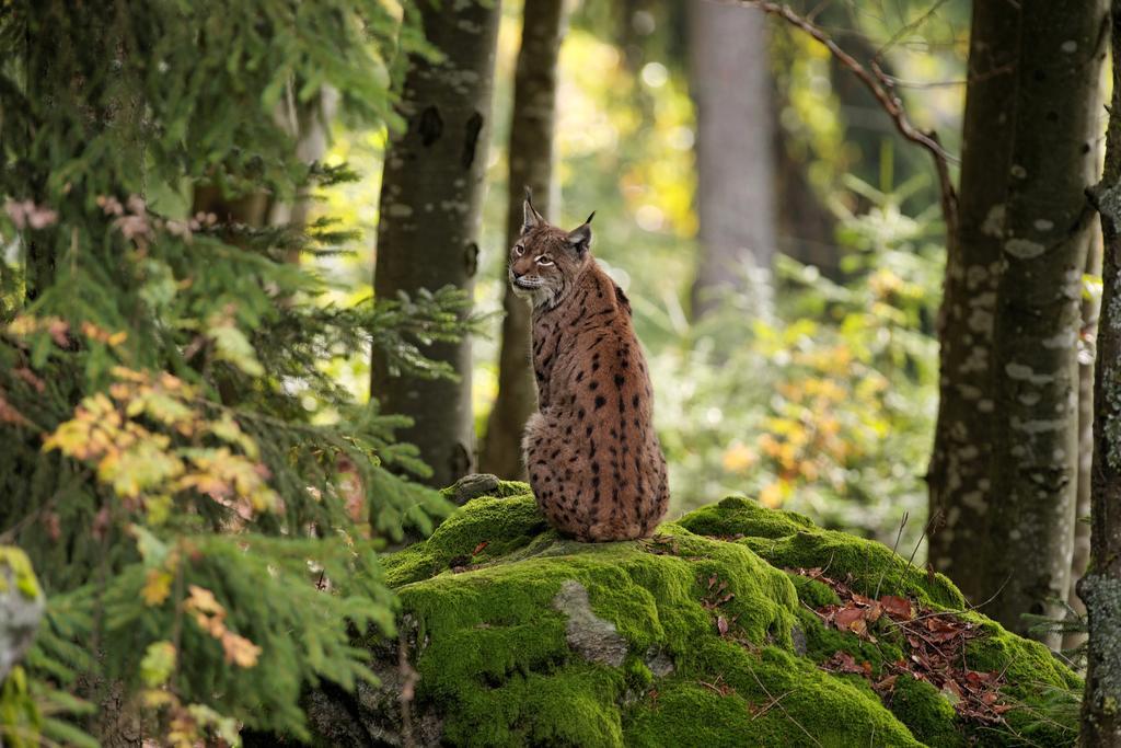 Ferienwohnung Im Landhaus Am Nationalpark Ludwigsthal المظهر الخارجي الصورة